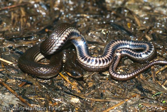 Gulf Crayfish Snake (Regina rigida sinicola)