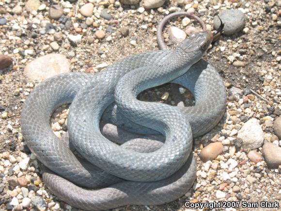 Eastern Yellow-bellied Racer (Coluber constrictor flaviventris)