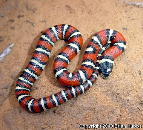 New Mexico Milksnake (Lampropeltis triangulum celaenops)