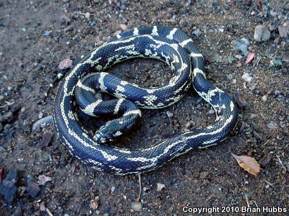 California Kingsnake (Lampropeltis getula californiae)