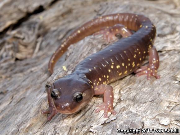 Arboreal Salamander (Aneides lugubris)