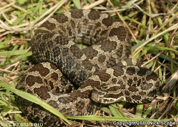 Eastern Massasauga (Sistrurus catenatus catenatus)