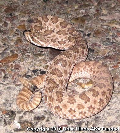 Prairie Rattlesnake (Crotalus viridis)