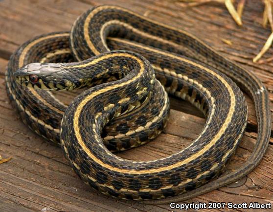 Plains Gartersnake (Thamnophis radix)