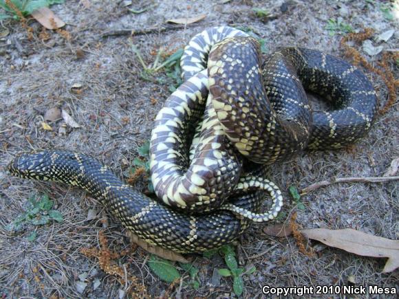 Florida Kingsnake (Lampropeltis getula floridana)