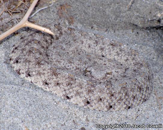 Colorado Desert Sidewinder (Crotalus cerastes laterorepens)