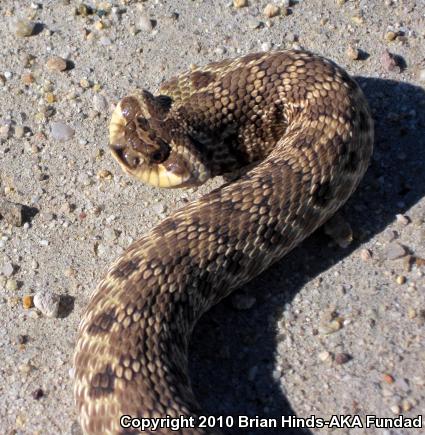 Mexican Hog-nosed Snake (Heterodon kennerlyi)