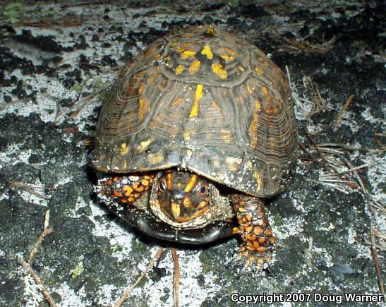 Eastern Box Turtle (Terrapene carolina carolina)