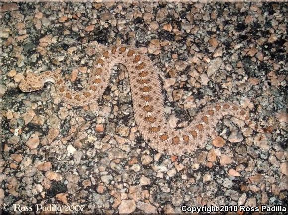 Colorado Desert Sidewinder (Crotalus cerastes laterorepens)