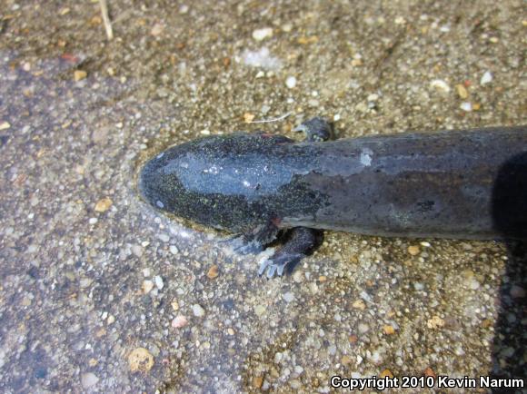 Western Lesser Siren (Siren intermedia nettingi)