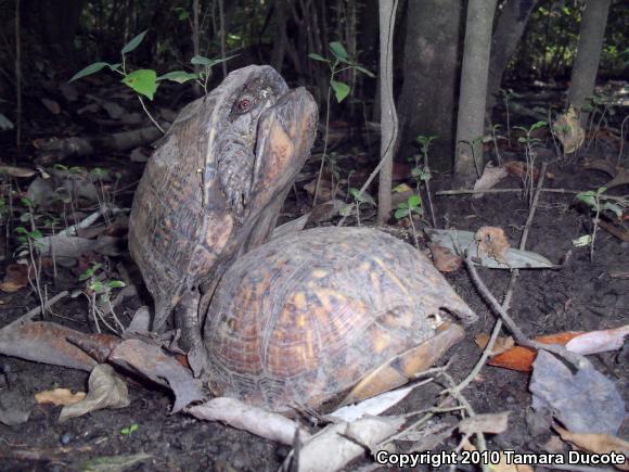 Gulf Coast Box Turtle (Terrapene carolina major)