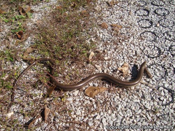 Eastern Glass Lizard (Ophisaurus ventralis)