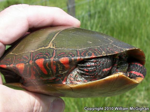 Midland Painted Turtle (Chrysemys picta marginata)