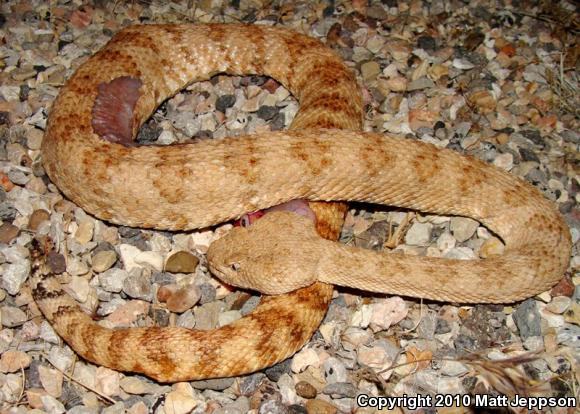 Southwestern Speckled Rattlesnake (Crotalus mitchellii pyrrhus)