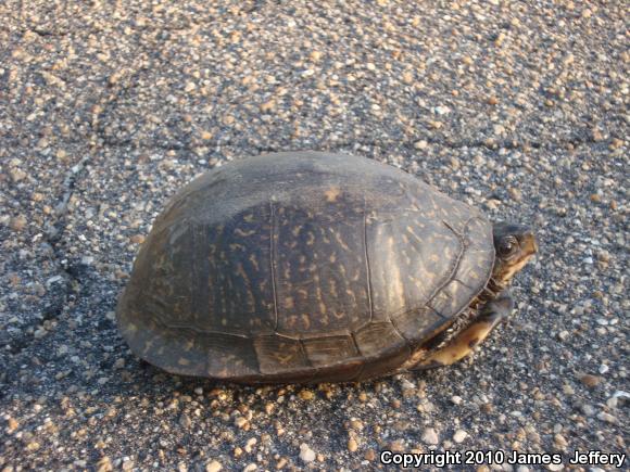 Gulf Coast Box Turtle (Terrapene carolina major)