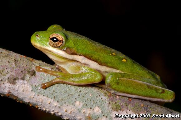 Green Treefrog (Hyla cinerea)