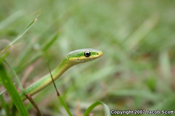 Florida Rough Greensnake (Opheodrys aestivus carinatus)