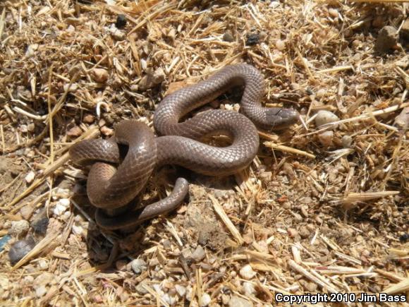 Forest Sharp-tailed Snake (Contia longicaudae)