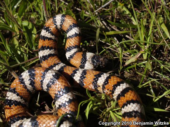 California Mountain Kingsnake (Lampropeltis zonata)