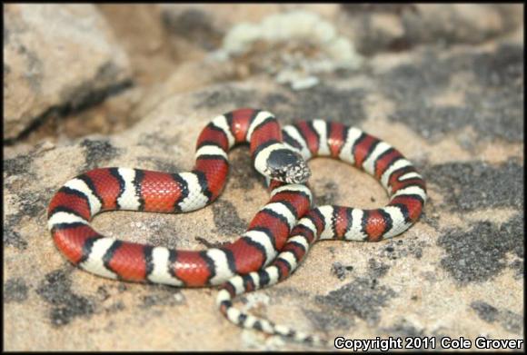 Pale Milksnake (Lampropeltis triangulum multistriata)