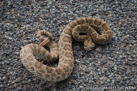 Prairie Rattlesnake (Crotalus viridis)