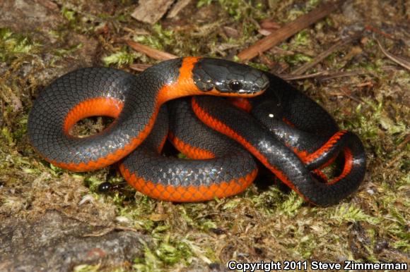 Coral-bellied Ring-necked Snake (Diadophis punctatus pulchellus)