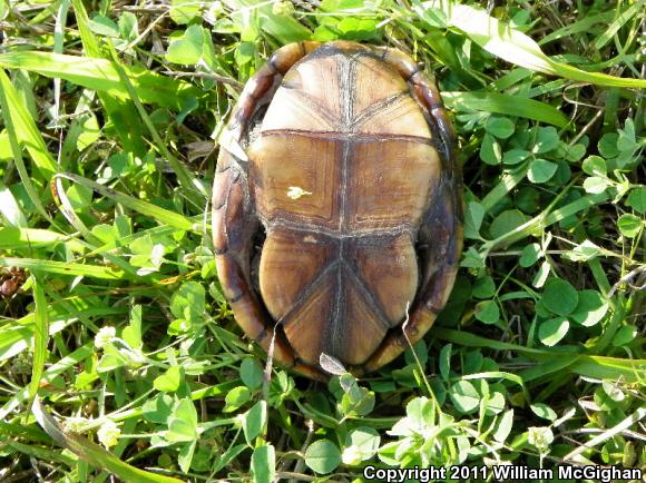 Striped Mud Turtle (Kinosternon baurii)