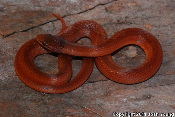 Pine Woods Littersnake (Rhadinaea flavilata)