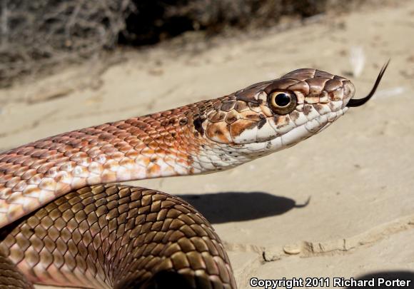 San Joaquin Coachwhip (Coluber flagellum ruddocki)