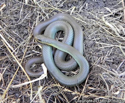 Eastern Yellow-bellied Racer (Coluber constrictor flaviventris)