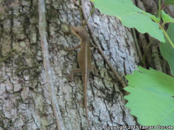 Northern Green Anole (Anolis carolinensis carolinensis)