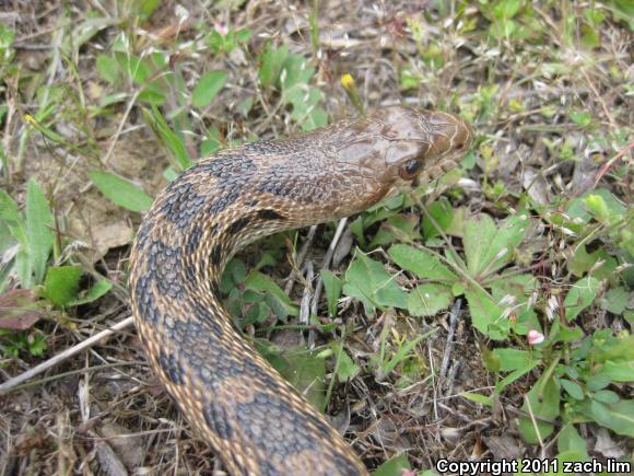 Pacific Gopher Snake (Pituophis catenifer catenifer)