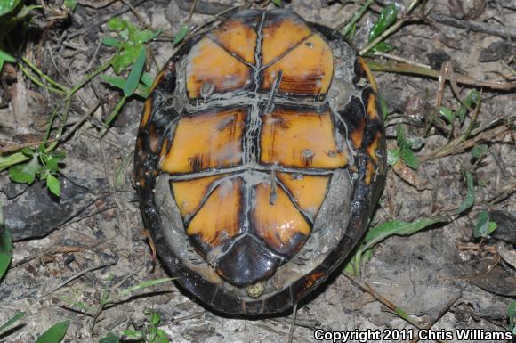 Eastern Mud Turtle (Kinosternon subrubrum)