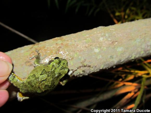 Gray Treefrog (Hyla versicolor)