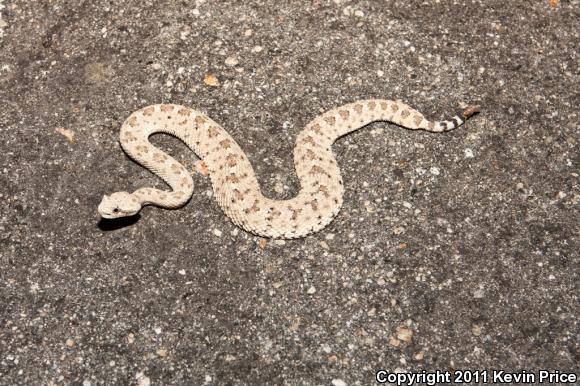 Colorado Desert Sidewinder (Crotalus cerastes laterorepens)