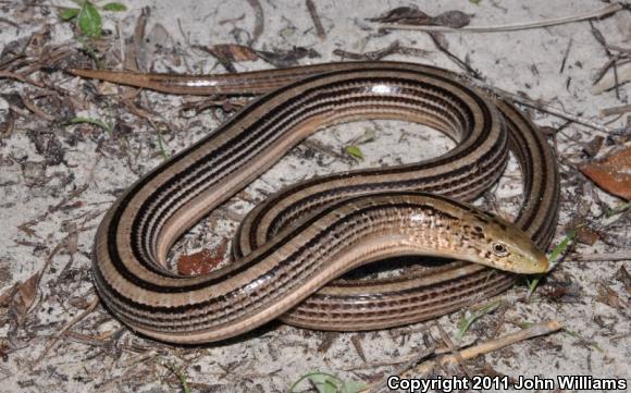 Western Slender Glass Lizard (Ophisaurus attenuatus attenuatus)