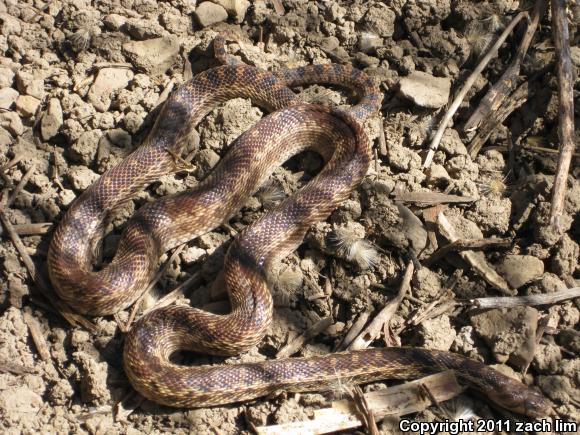 Pacific Gopher Snake (Pituophis catenifer catenifer)