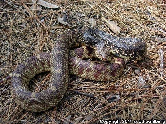 Louisiana Pinesnake (Pituophis ruthveni)