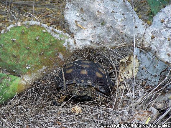 Texas Tortoise (Gopherus berlandieri)