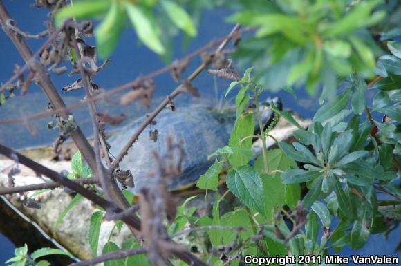 Florida Red-bellied Cooter (Pseudemys nelsoni)