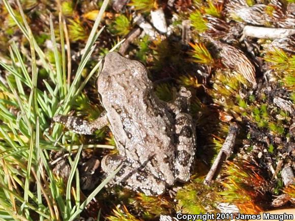 Sierran Treefrog (Pseudacris sierra)