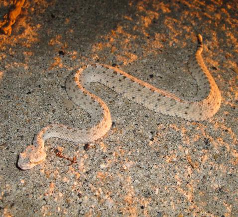 Colorado Desert Sidewinder (Crotalus cerastes laterorepens)