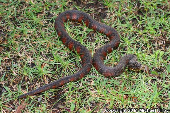 Mangrove Saltmarsh Snake (Nerodia clarkii compressicauda)