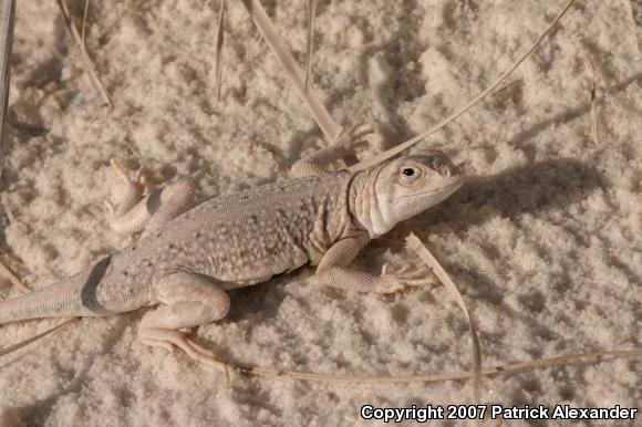 Lesser Earless Lizard (Holbrookia maculata)