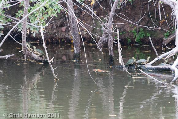 Texas Cooter (Pseudemys texana)