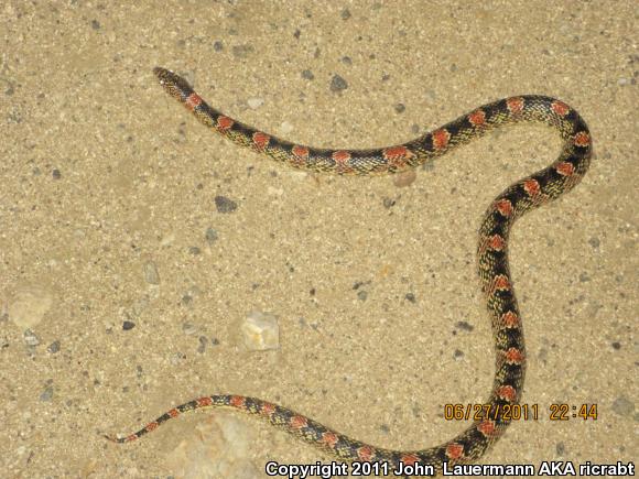 Western Long-nosed Snake (Rhinocheilus lecontei)