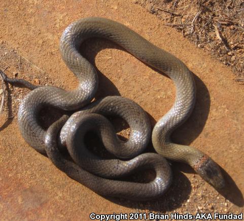 San Bernardino Ring-necked Snake (Diadophis punctatus modestus)