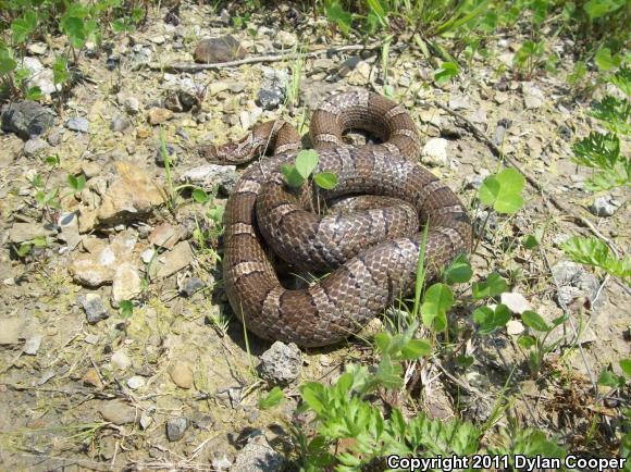 Eastern Milksnake (Lampropeltis triangulum triangulum)