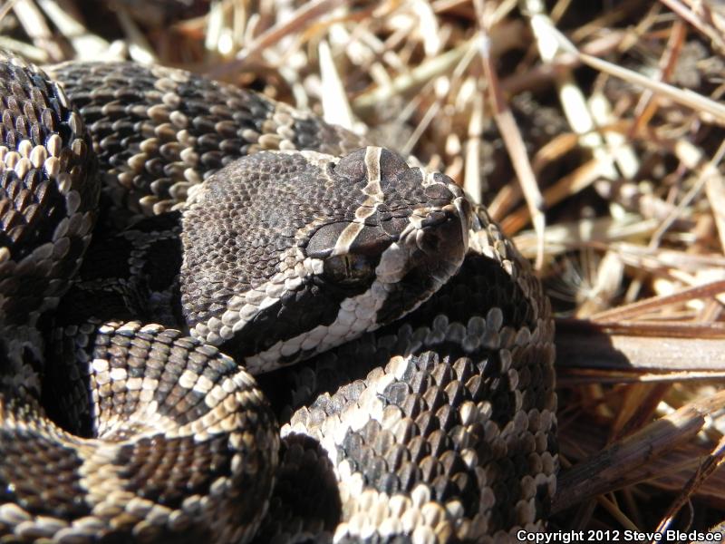 Southern Pacific Rattlesnake (Crotalus oreganus helleri)